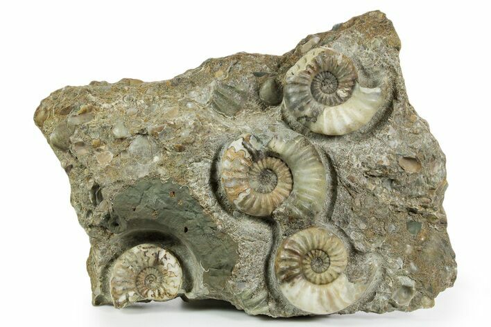 Calcite-Replaced Ammonite (Aegasteroceras) Cluster - England #353859